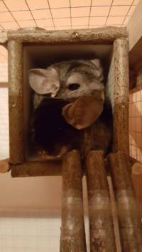 Rescued chinchillas in their homes [ 117.04 Kb ]