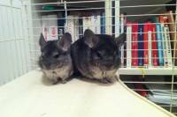 Rescued chinchillas in their homes [ 90.56 Kb ]