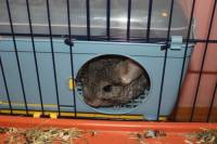 Rescued chinchillas in their homes [ 81.62 Kb ]