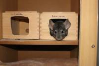 Rescued chinchillas in their homes [ 56.73 Kb ]