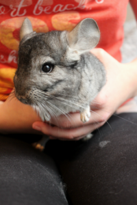Rescued chinchillas in their homes [ 458.48 Kb ]