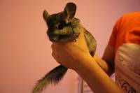 Rescued chinchillas in their homes [ 48.30 Kb ]