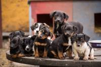 Psi u azilu Udruge Pobjede [ 69.03 Kb ]