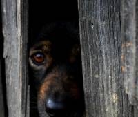 Petarde - upla�en pas [ 39.79 Kb ]