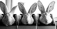 Vivisection 51(rabbits) [ 14.93 Kb ]