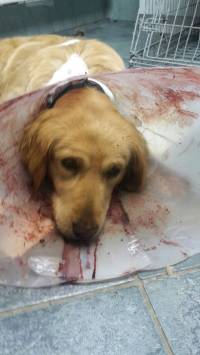 Zagreb, Udruga Smije�ak za dom, velja�a 2017. : Ime joj je Bella. Kupljena je 2015. godine i iste godine „poklonjena” dalje. Novi skrbnici pu�taju ju da „sama �e�e" nakon �ega ostaje trudna. Ra�a sedam �tenaca – dvoje ih je prega�e [ 60.82 Kb ]