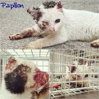 Osijek, Udruga 9 �ivota, srpanj 2017.: Veterinarskim pregledom ustanovljen je udarac u glavu (vjerojatno auto), rak u�iju, muhe i crvi �ivu su ju jeli, danima le�ala na ulici dok udruga 9 �ivota nije dobila poziv za nju. Umrla je samo nekoliko dana od pro [ 164.05 Kb ]