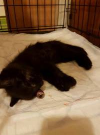 Zagreb, Udruga Hrabre nju�ke, 2017.: Ma�e starosti tri mjeseca izba�eno je u centru Zagreba. Umro je na putu k veterinaru. [ 52.58 Kb ]