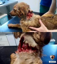 Zagreb, Udruga Merida, o�ujak 2017: Petomjese�na Fani. Udarac sjekirom, pretu�ena i izba�ena. Pre�ivjela je te�ke fizi�ke i emotivne traume. Danas je socijalizirana i na skrbi udruge Merida. Tra�i dom. [ 109.61 Kb ]