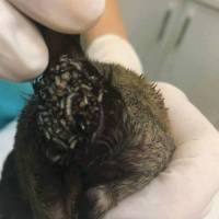 Zagreb, Udruga Animalex, kolovoz 2017.: Prema izjavi „vlasnice”, kujica je rodila 13 �tenaca od kojih je osam bilo mrtvo. Nakon �etiri dana ona kontaktira udrugu Animalex i �etvero �tenaca prevezeno je u veterinarsku ambulantu. Svi �tenci euta [ 58.00 Kb ]