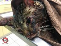 Zagreb, Udruga S.O.S. Cat, o�ujak 2017.: Umrla je od posljedica udarca automobila i infestacije crvima. Danima je le�ala uz cestu dok Udruga nije bila pozvana. [ 114.80 Kb ]