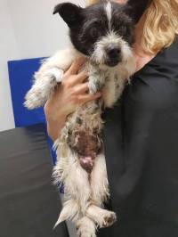 Zagreb, Udruga Merida, lipanj 2017.: Peggy, „vlasni�ki” pas. Prona�ena je s tumorima na glavi i prsima. Veterinarska procjena: tumori uzrokovani enormnim brojem poroda. Peggy je i sr�ana bolesnica. [ 75.14 Kb ]