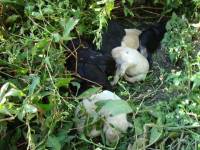 Koprivnica, Udruga Sudeuropaische Tierhilfe, 2017.: �tenci, stari jedan dan, ba�eni u potok. Prona�eni slu�ajno i predani Udruzi na skrb polumrtvi i ucrvani. Od njih osam, samo je dvoje pre�ivjelih. [ 70.18 Kb ]