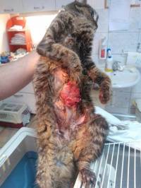 Zagreb, Udruga Prava �apa, velja�a 2017.: Tumori na sisama uzrokovani konstantnim bacanjem/ubijanjem ma�i�a i nebrojenim mastitisima. [ 96.13 Kb ]