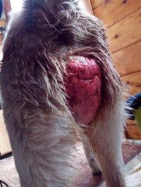 Zagreb, Udruga Noina Arka, sije�anj 2017.: Na ulici prona�ena kujica s prolapsom maternice. Prolaps maternice je ispadanje maternice zbog poroda. [ 102.36 Kb ]