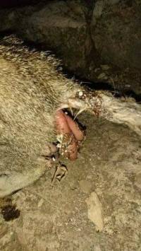  Dubrovnik, Dru�tvo za za�titu �ivotinja Dubrovnik, kolovoz 2017.: Ma�ki prilikom poroda ispao dio maternice. Zahvaljuju�i intervenciji Dru�tva, maca je spa�ena, kao i ma�i�i. Mjesto doga�anja: ulica. [ 116.80 Kb ]