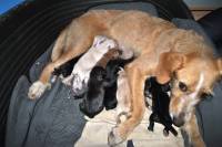  Zagreb, Udruga Futura: Slu�aj kujice koja je porodila 12 �tenaca uz rub ceste. Pet dana le�ali su uz cestu. Petero nije pre�ivjelo zbog infektivne upale plu�a kao posljedice bakterije koju su dobili zbog poroda na ulici. [ 46.56 Kb ]