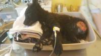Vinkovci: Udruga Rocco, svibanj 2017.: Lui, štene staro 3 mjeseca, spašeno iz sela u blizini Vinkovaca. Pronađen u teškom stanju, s višestrukim frakturama, nagnjećenjima, oguljene kože. Dugotrajno liječen, operiran u dva navrata. Preživio, još uvijek na s [ 64.27 Kb ]