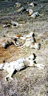Killed wolves [ 70.90 Kb ]