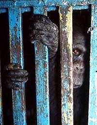 Gorila u kavezu [ 37.11 Kb ]