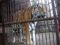 Tigar u kavezu [ 52.42 Kb ]