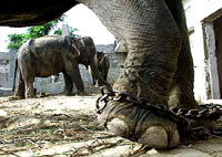 Slonovi u zoolo�kom vrtu [ 34.68 Kb ]