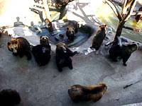 Medvjedi u zoolo�kom vrtu [ 36.46 Kb ]