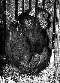 Čimpanza u kavezu [ 49.90 Kb ]