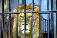 Lav u kavezu [ 16.22 Kb ]