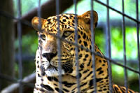 Lepoard u kavezu [ 34.76 Kb ]