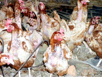 Chicken farm 13 [ 51.09 Kb ]