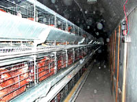 Chicken farm 18 [ 49.10 Kb ]