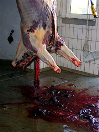 Slaughterhouse: Horses 8 [ 62.53 Kb ]