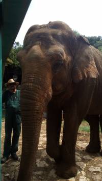 elephant Lanka [ 1.13 Mb ]