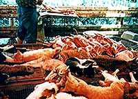 Dog meat 2 [ 35.27 Kb ]