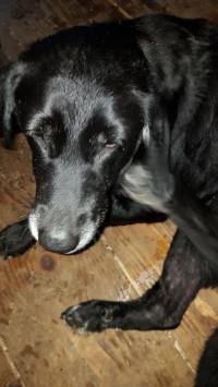 prestra�eni pas 9 [ 77.27 Kb ]