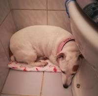 prestra�eni pas 15 [ 214.88 Kb ]