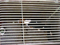 Undercover Beagle photo 9 [ 73.21 Kb ]
