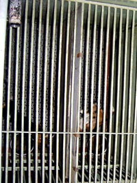 Undercover Beagle photo 14 [ 70.59 Kb ]
