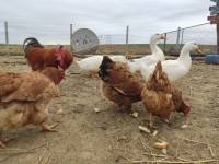 Farmica 27 [ 199.33 Kb ]