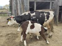 Farmica 28 [ 213.10 Kb ]