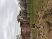 Farmica 37 [ 160.13 Kb ]