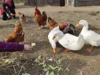 Farmica 45 [ 248.37 Kb ]