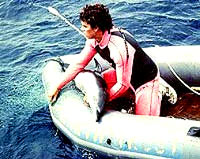 captured dolphin [ 28.84 Kb ]