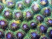 coral [ 38.32 Kb ]