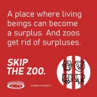Skip the zoo [ 74.50 Kb ]