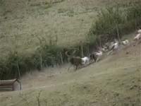 Lov - psi natjeravaju jelena [ 1.34 Mb ]