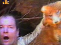 Lov - lovci izvla�e lisicu iz rupe [ 4.57 Mb ]