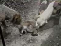 Lov - mrtva lisica ba�ena psima [ 1.91 Mb ]