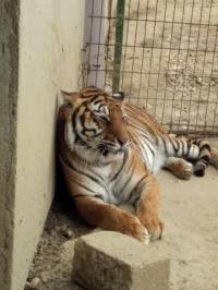 FB_Zlatko Budin [ 113.71 Kb ]